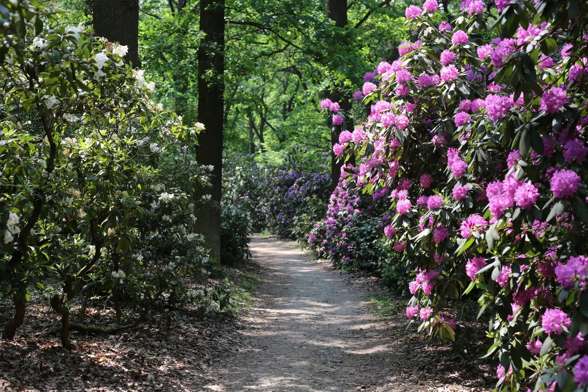Svatební místo – Průhonický park a zámek, Průhonice (3. fotografie)